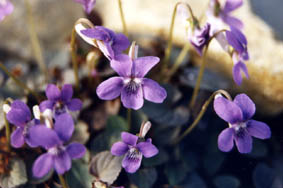 Viola labradorica